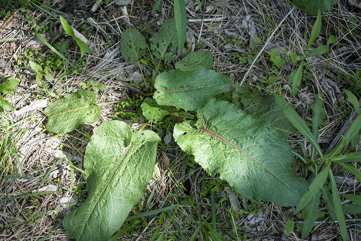 Young burdock leaves growing in the woods. 
