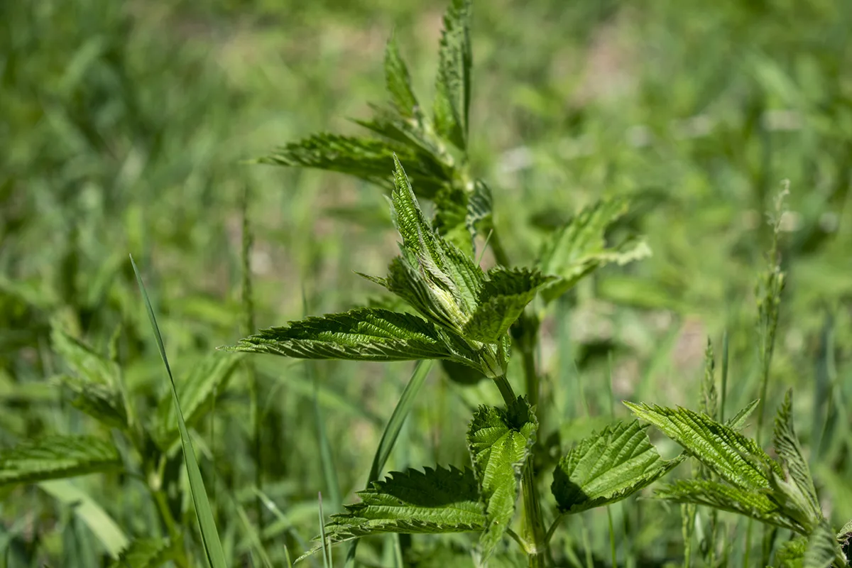 Close up of a stinging nettle plant. 