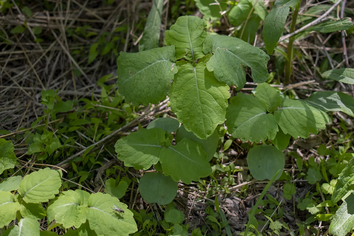 Young jewelweed growing on the forest floor. 
