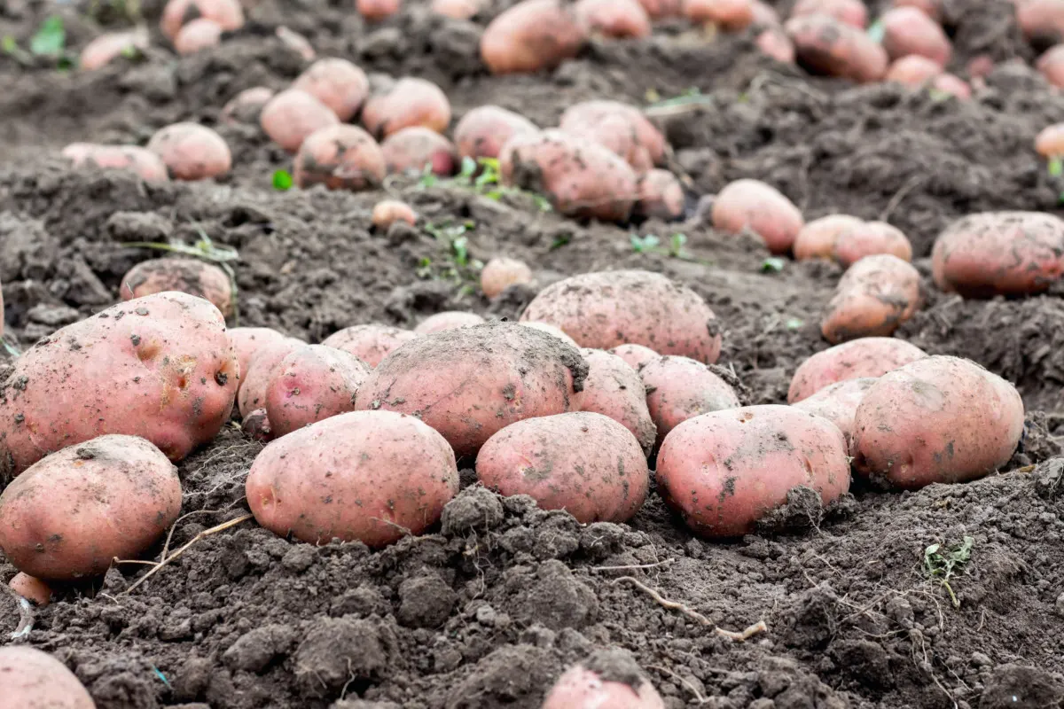 Red potatoes drying on top of soil in garden.
