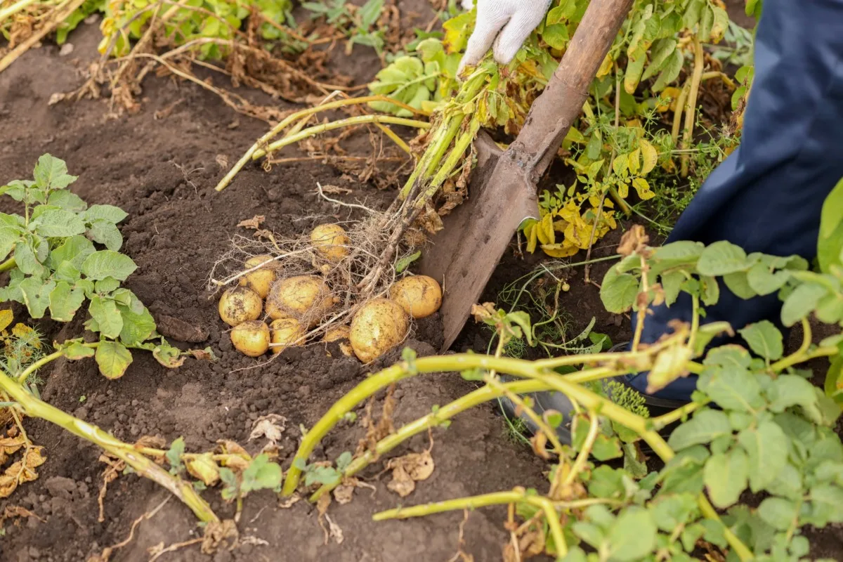 Someone harvesting potatoes from raised bed.