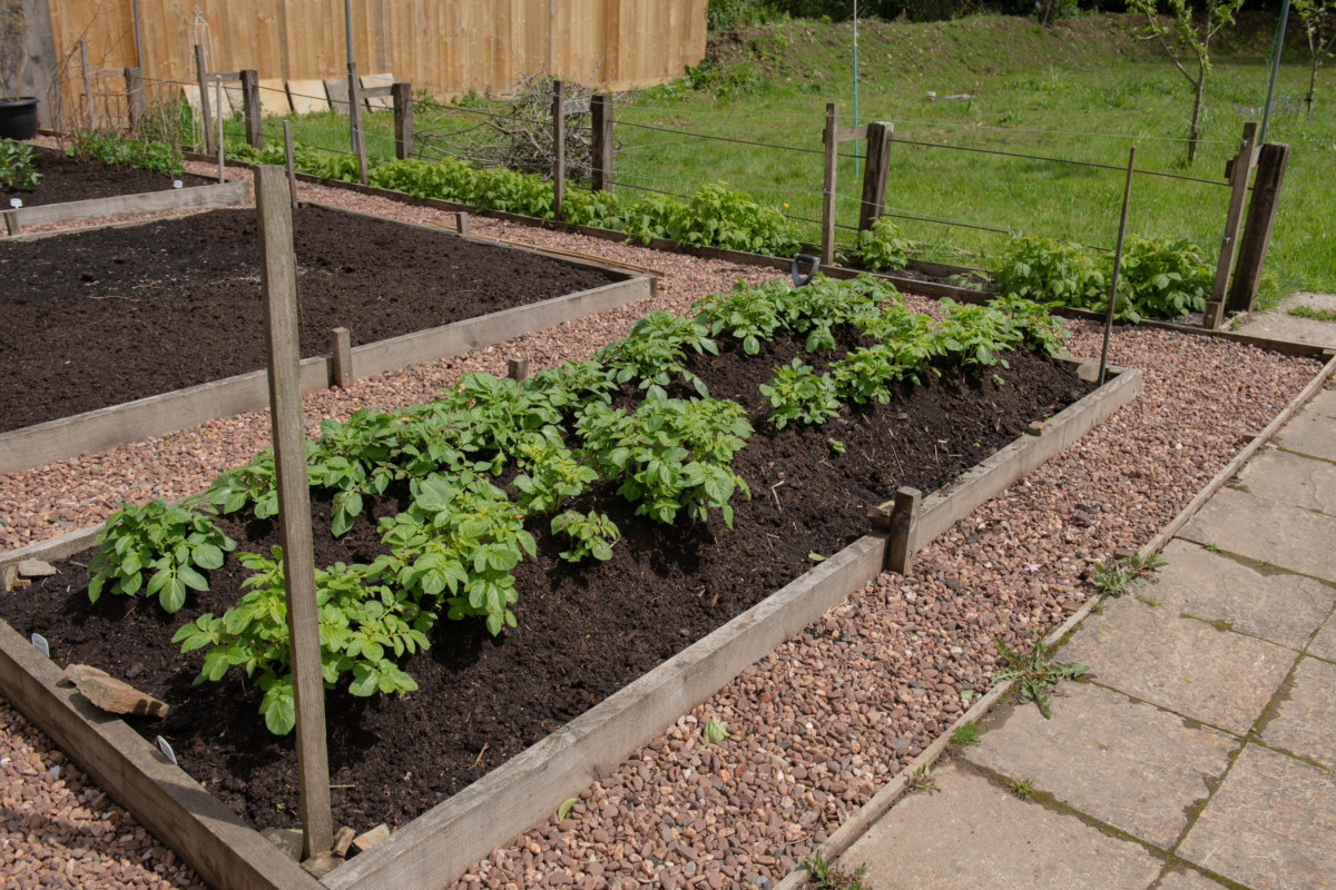 Raised bed filled with potato plants. 
