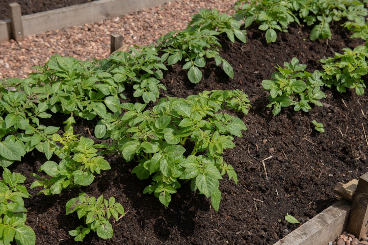 Potato plants growing in a raised bed.