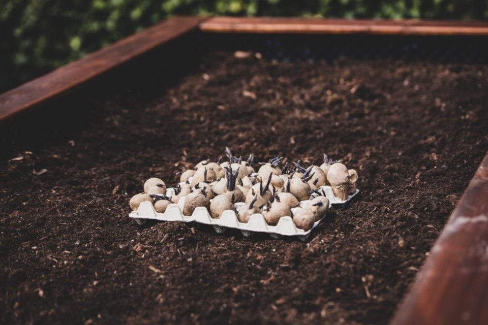 Growing Potatoes In Raised Beds Everything You Need To Know
