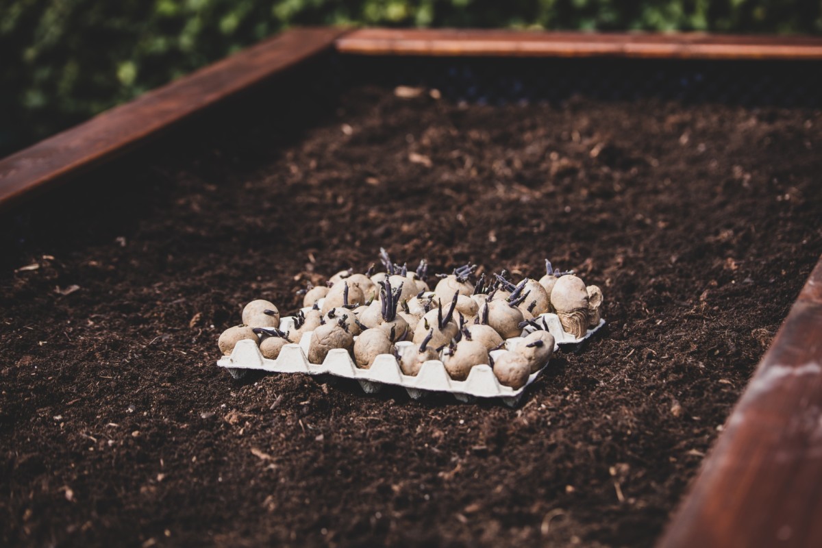 Chitted potatoes sitting in paper egg cartons on top of soil 