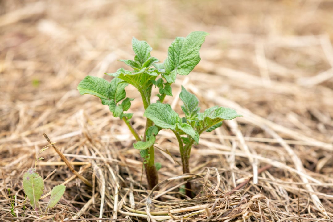 Growing Potatoes In Raised Beds Everything You Need To Know