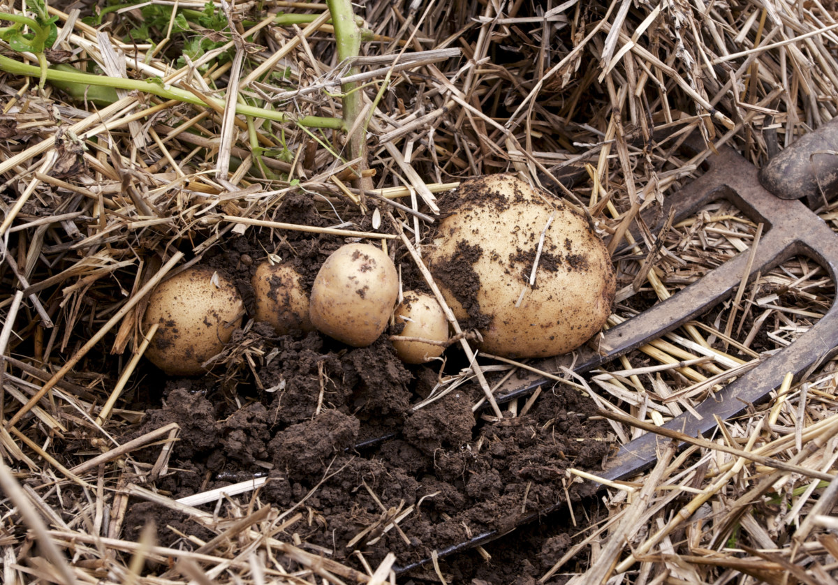 Potatoes dug from the soil with dirt still on them. 