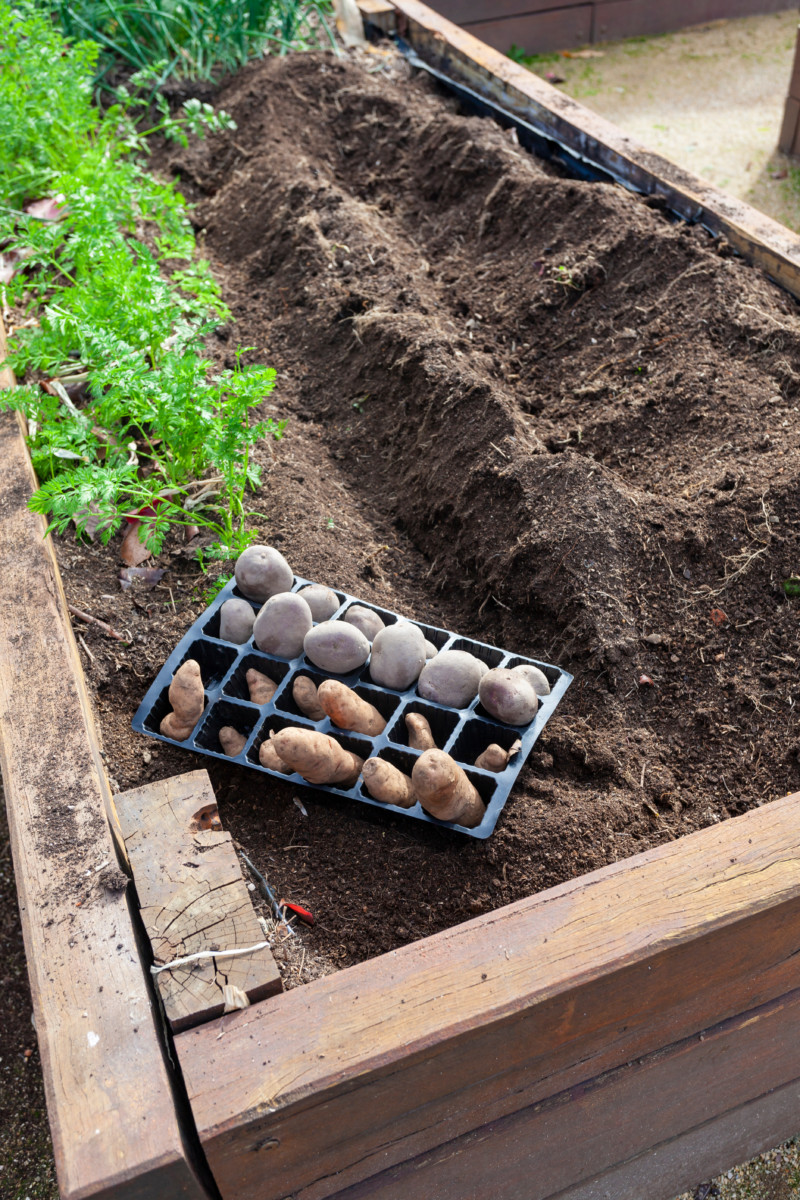 Trenches dug for seed potatoes in a raised bed.