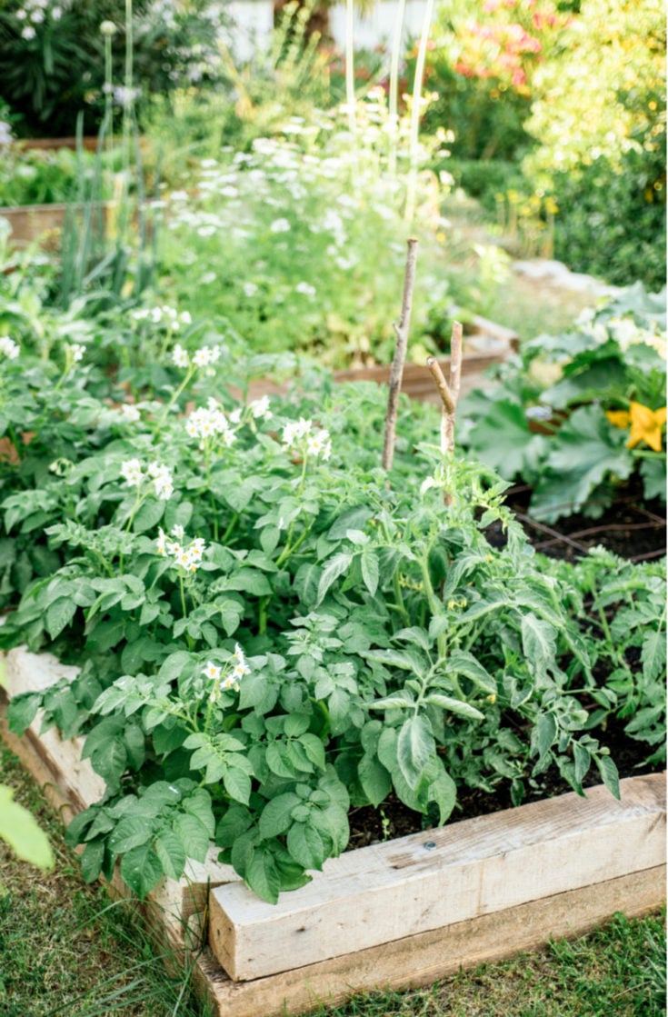 Growing Potatoes In Raised Beds Everything You Need To Know