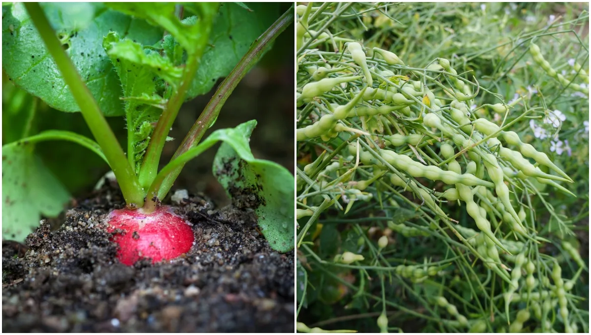 How Deep Do You Plant Radish Seeds?  
