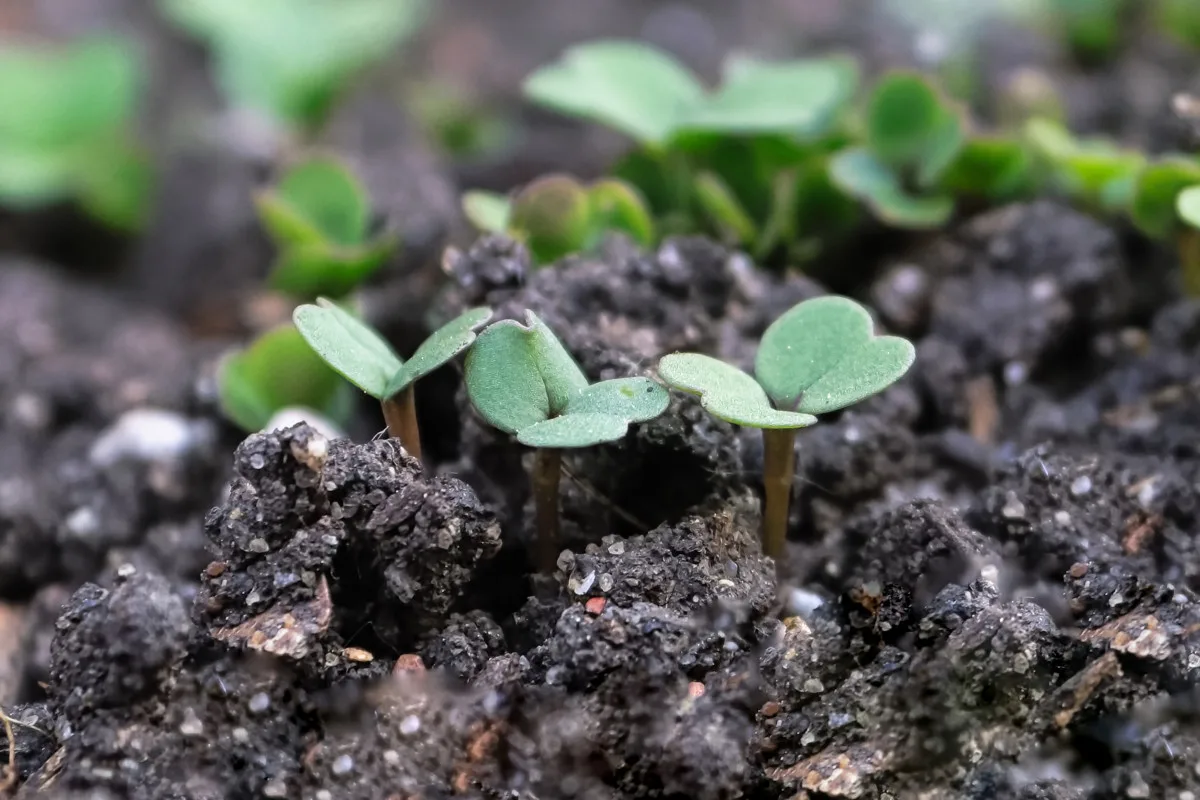 Seedlings poking up out of the dirt