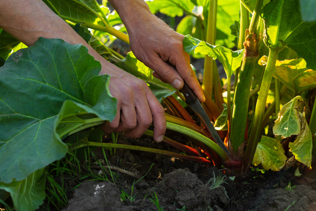 Hands using a knife to cut off the flowering stalk of a rhubarb plant at the crown.