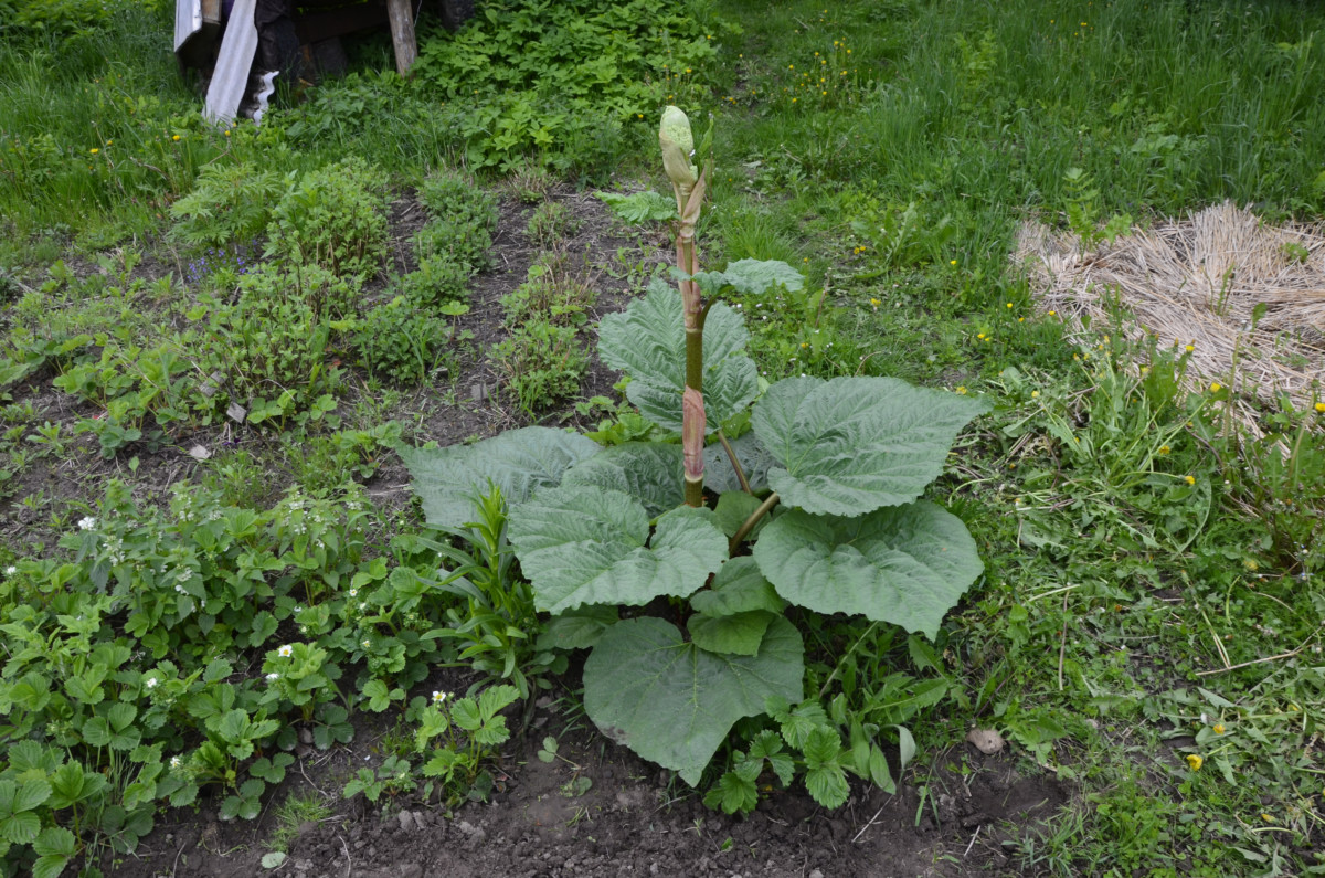 Rhubarb plant with a tall rhubarb flower stalk growing from its center.