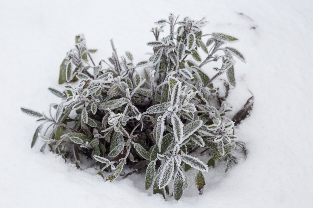 Sage plant under snow.
