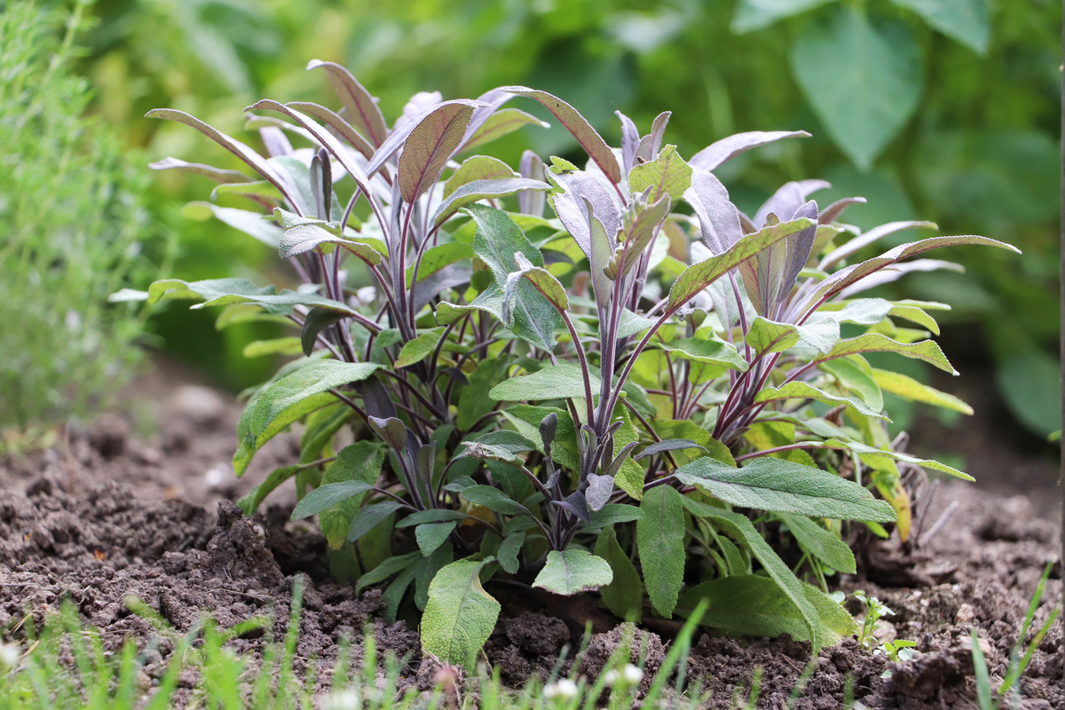 How to Grow Massive Sage Plants From Seed or Cuttings