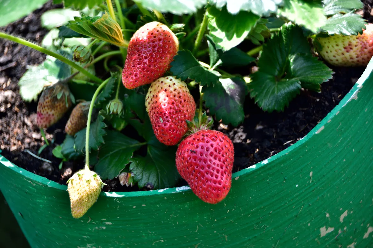 20 Best Berry Varieties To Grow In Containers