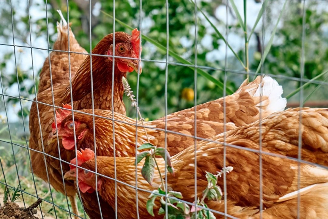 8 Common Garden Plants That Are Toxic To Chickens