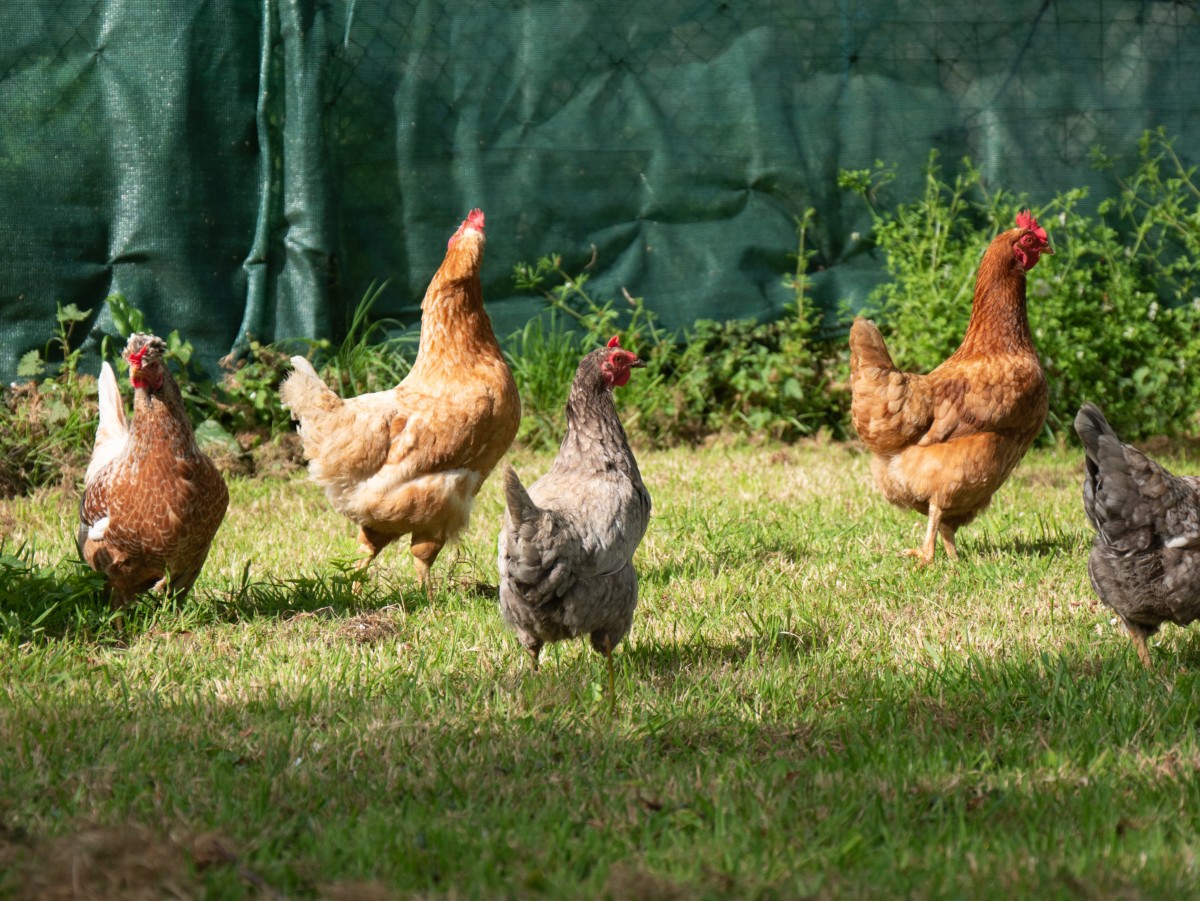 chickens free-ranging