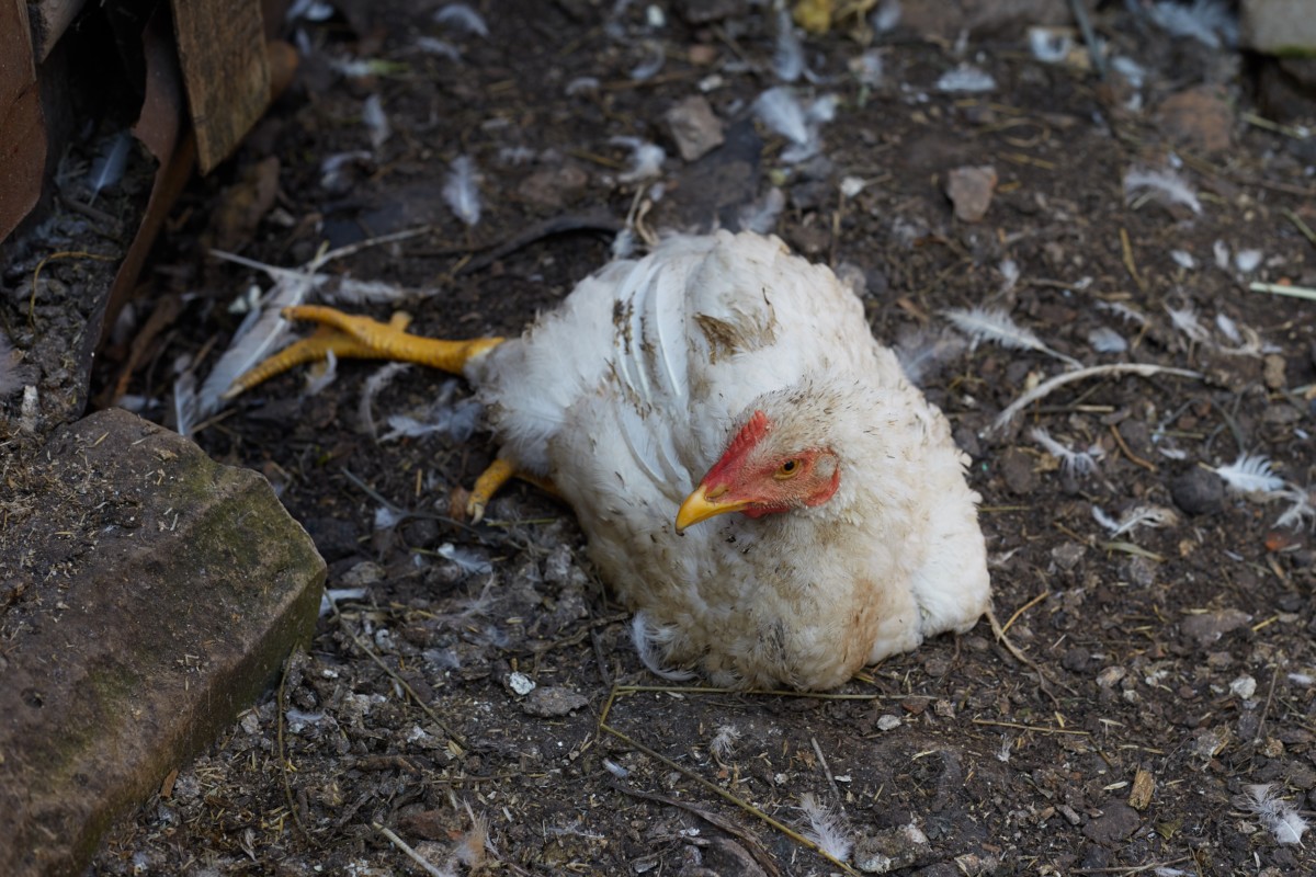 a sick chicken laying on the dirt