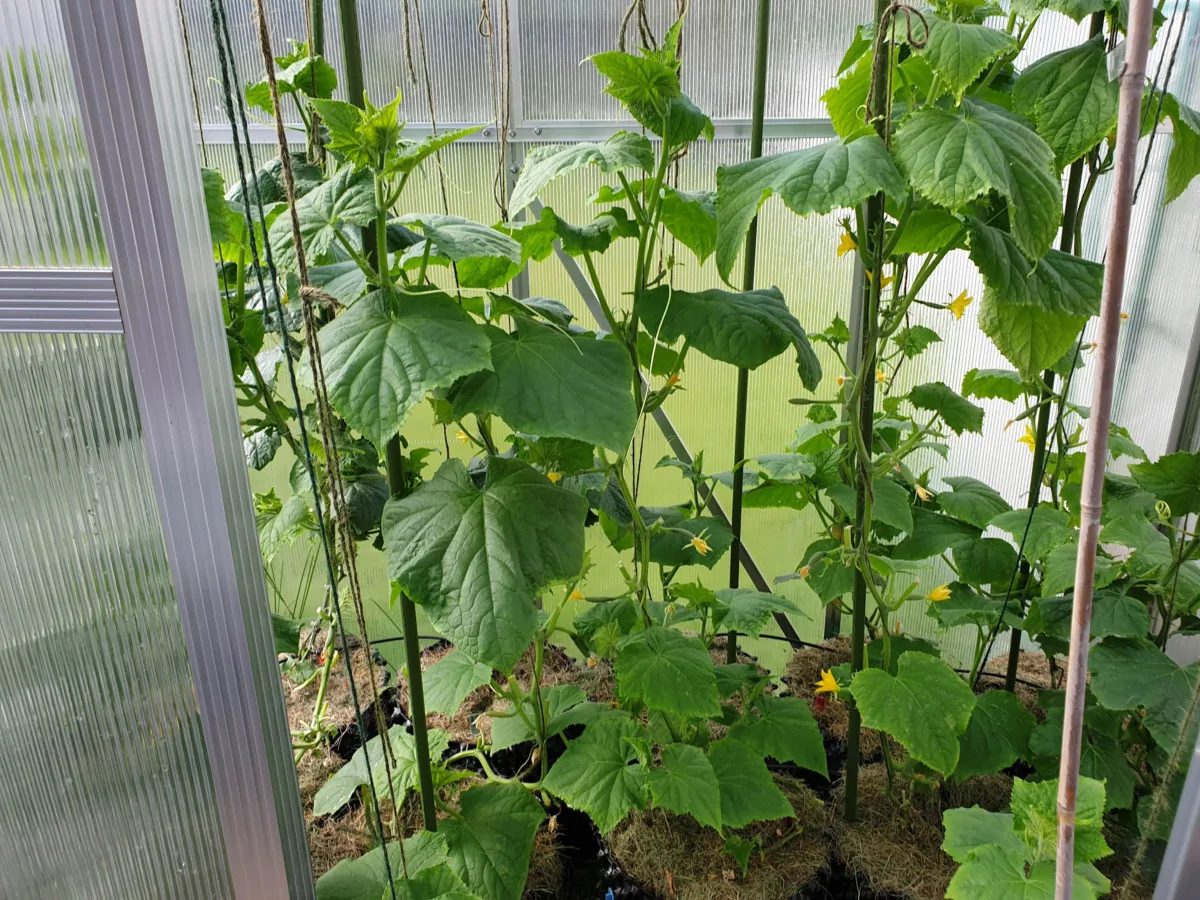 Healthy cucumber plants grown in air-pots inside mini greenhouse