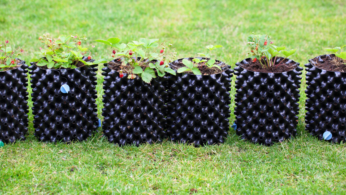 Air-pots with strawberry plants in them.