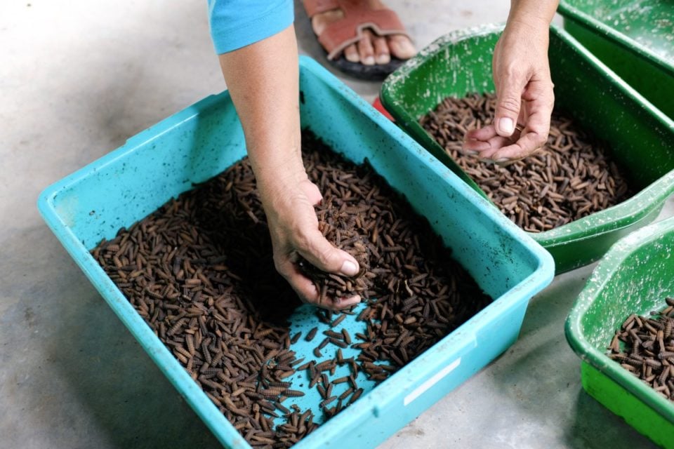 Got Chickens? You Need a Black Soldier Fly Composting System