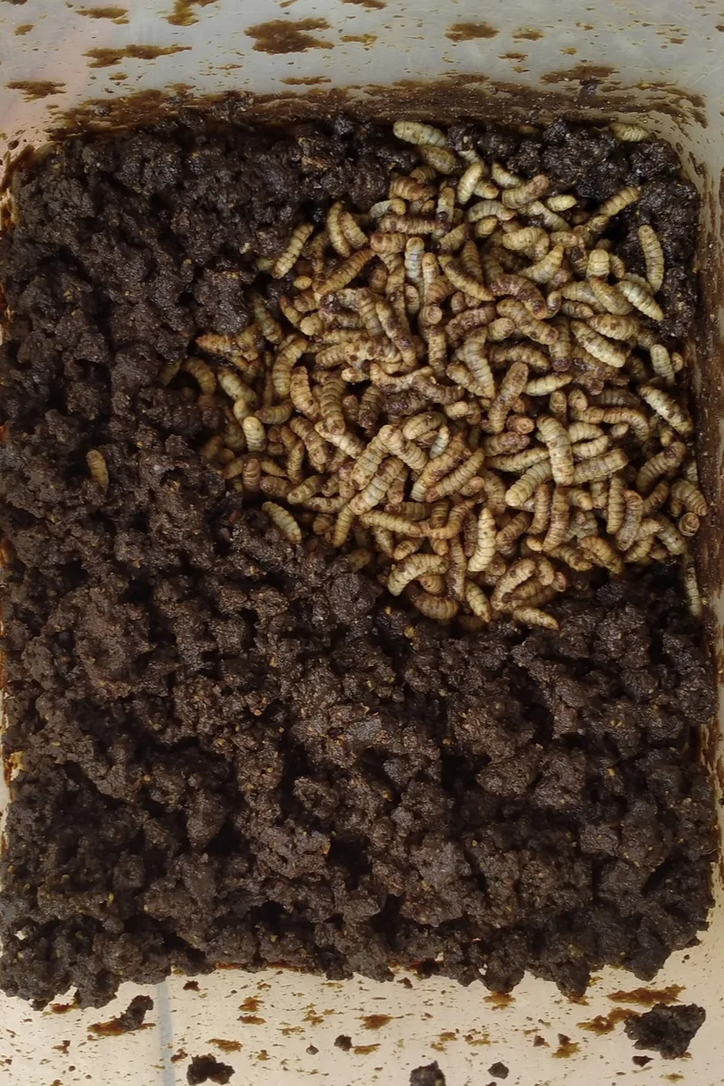 Black fly larva compost