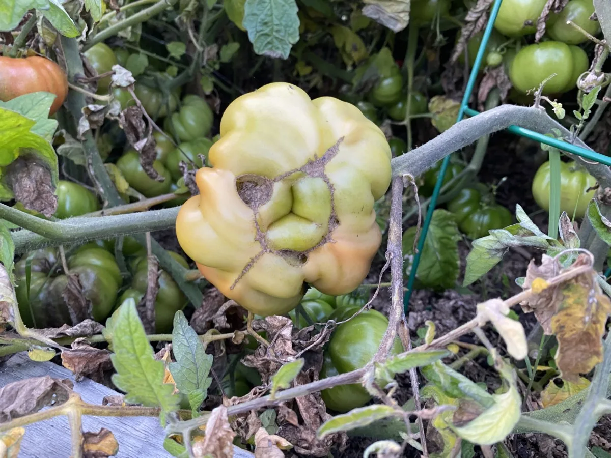 A ripening catfaced tomato