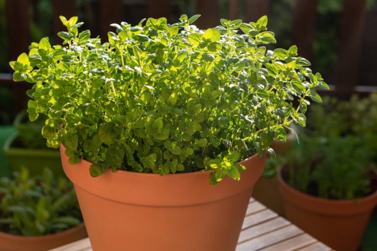8 Easiest Herbs To Grow Outdoors Or In Containers