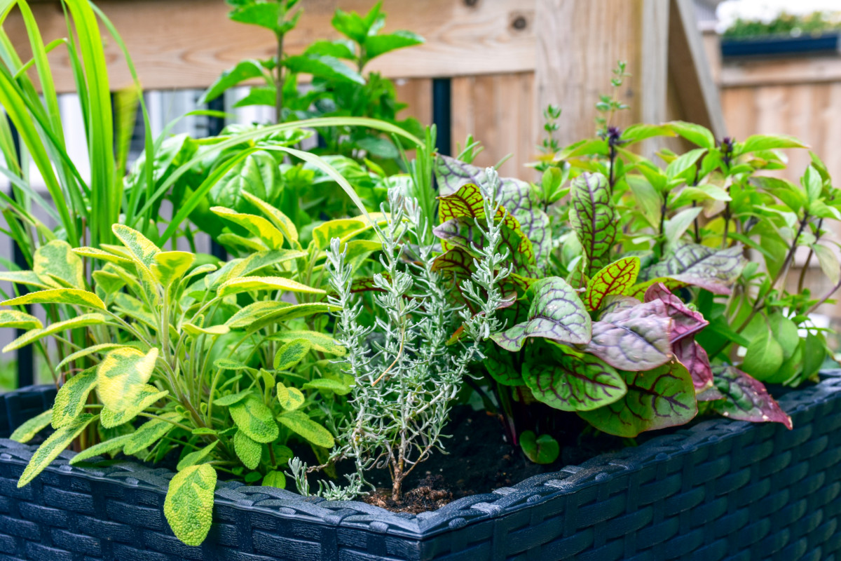 Assorted herbs growing in container on patio