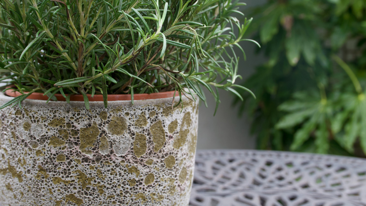 rosemary in a pot
