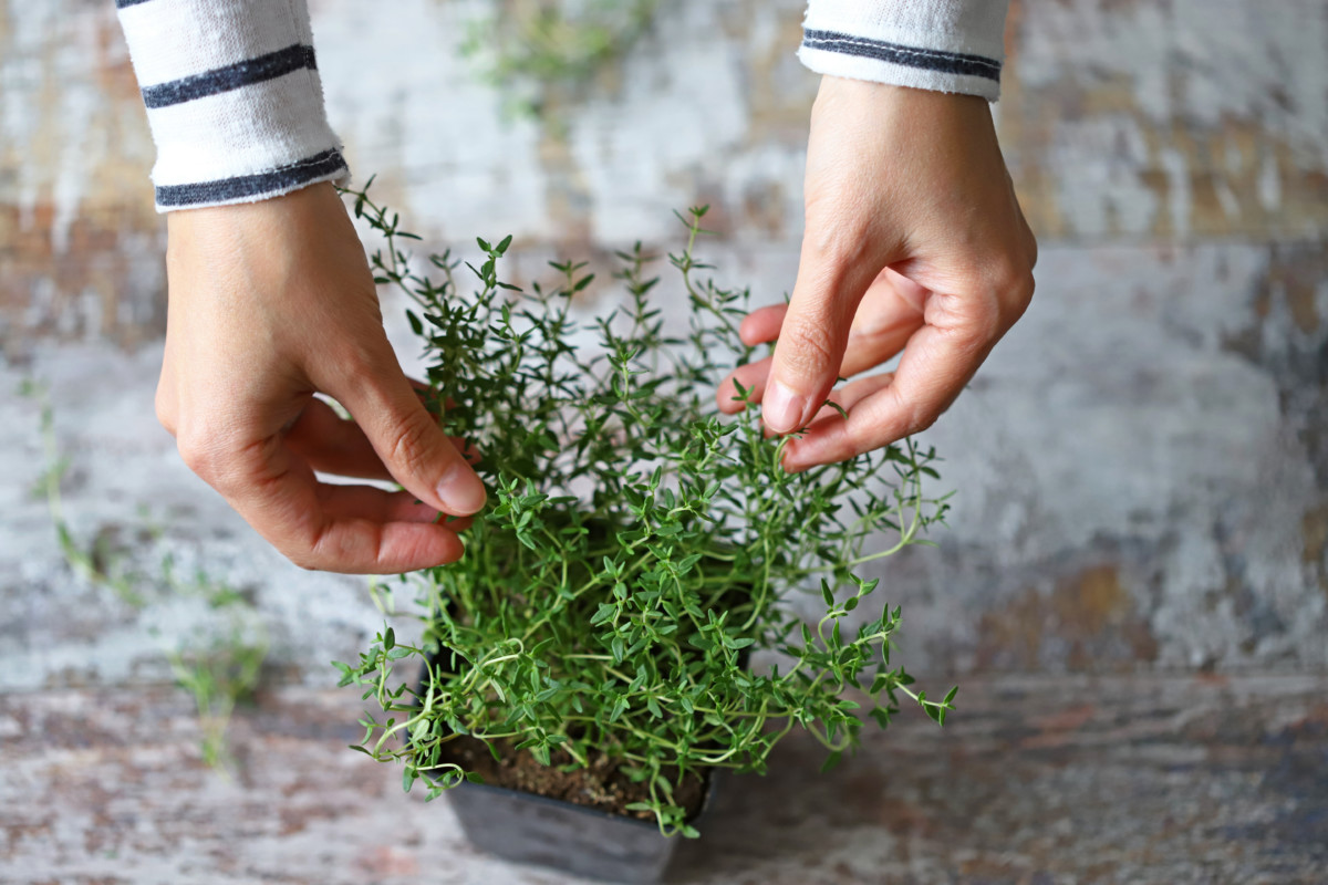 Hands picking thyme