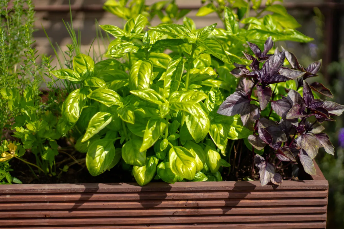 Basil in container