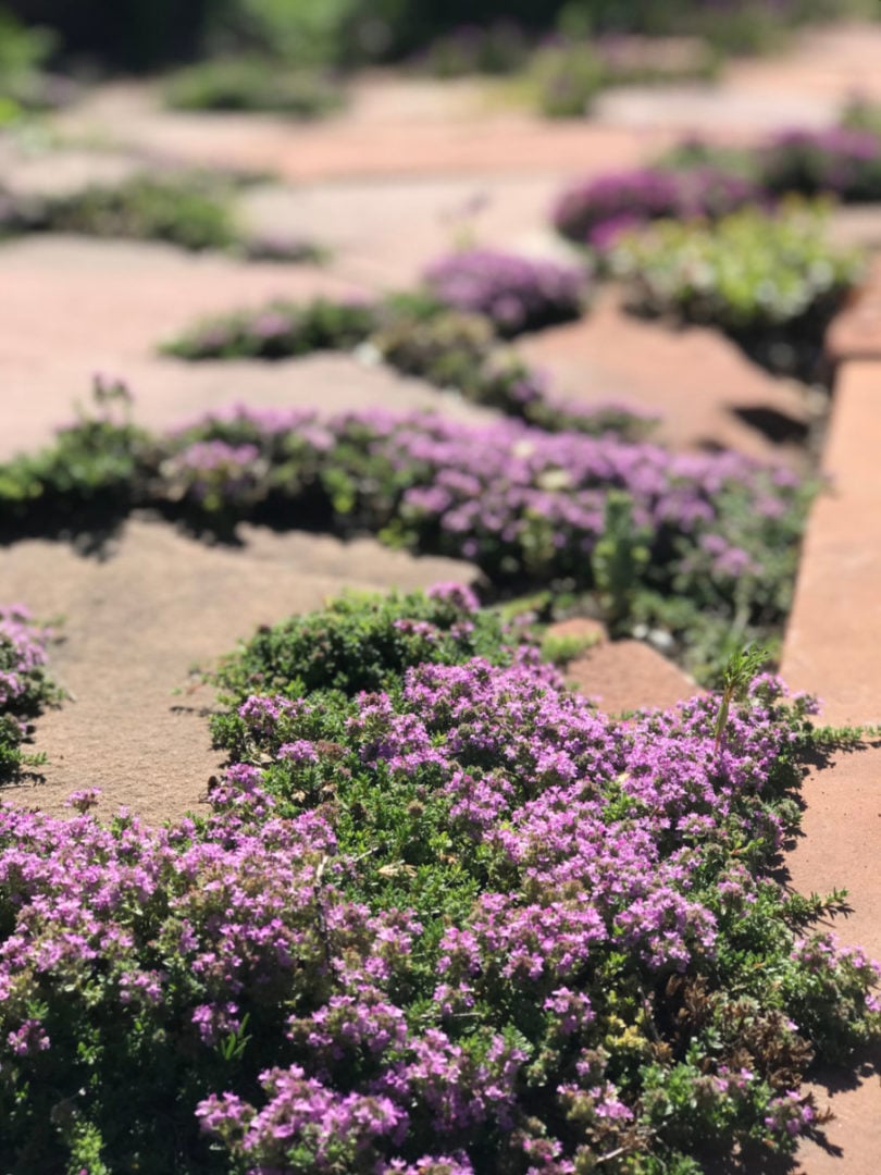 Reap The Benefits Of A Creeping Thyme Lawn
