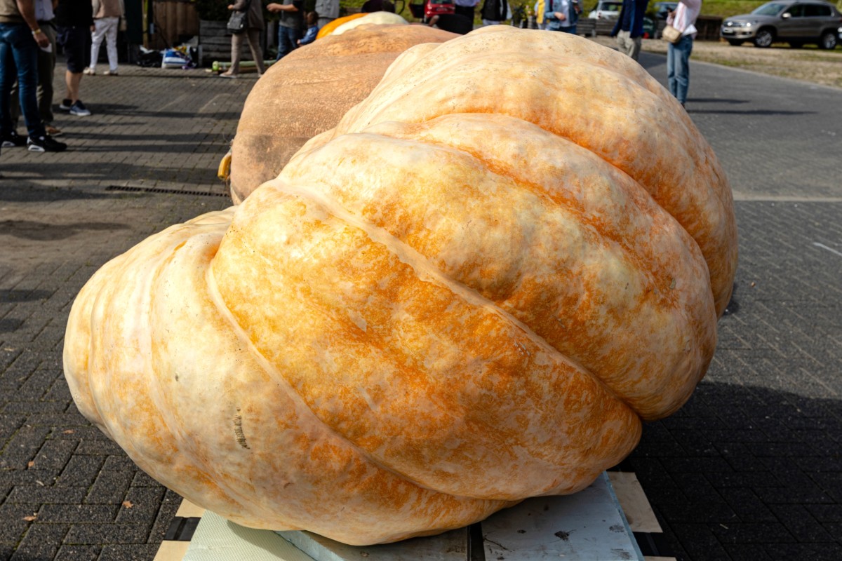 Huge pumpkin