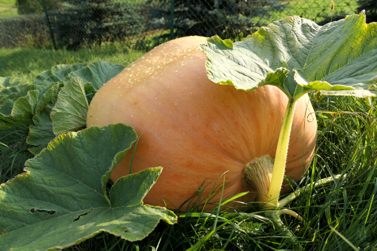 Large pumpkin with dew on it