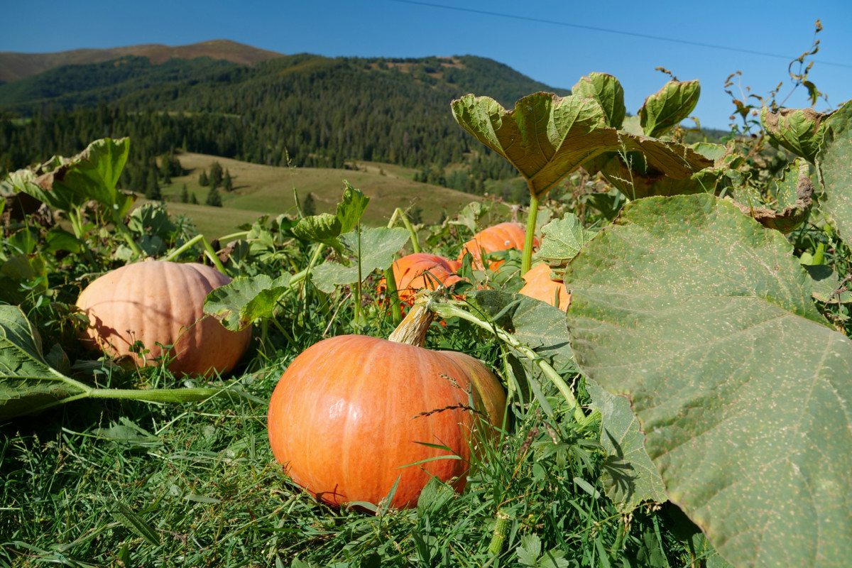 Pumpkins growing in the grass on a mountain