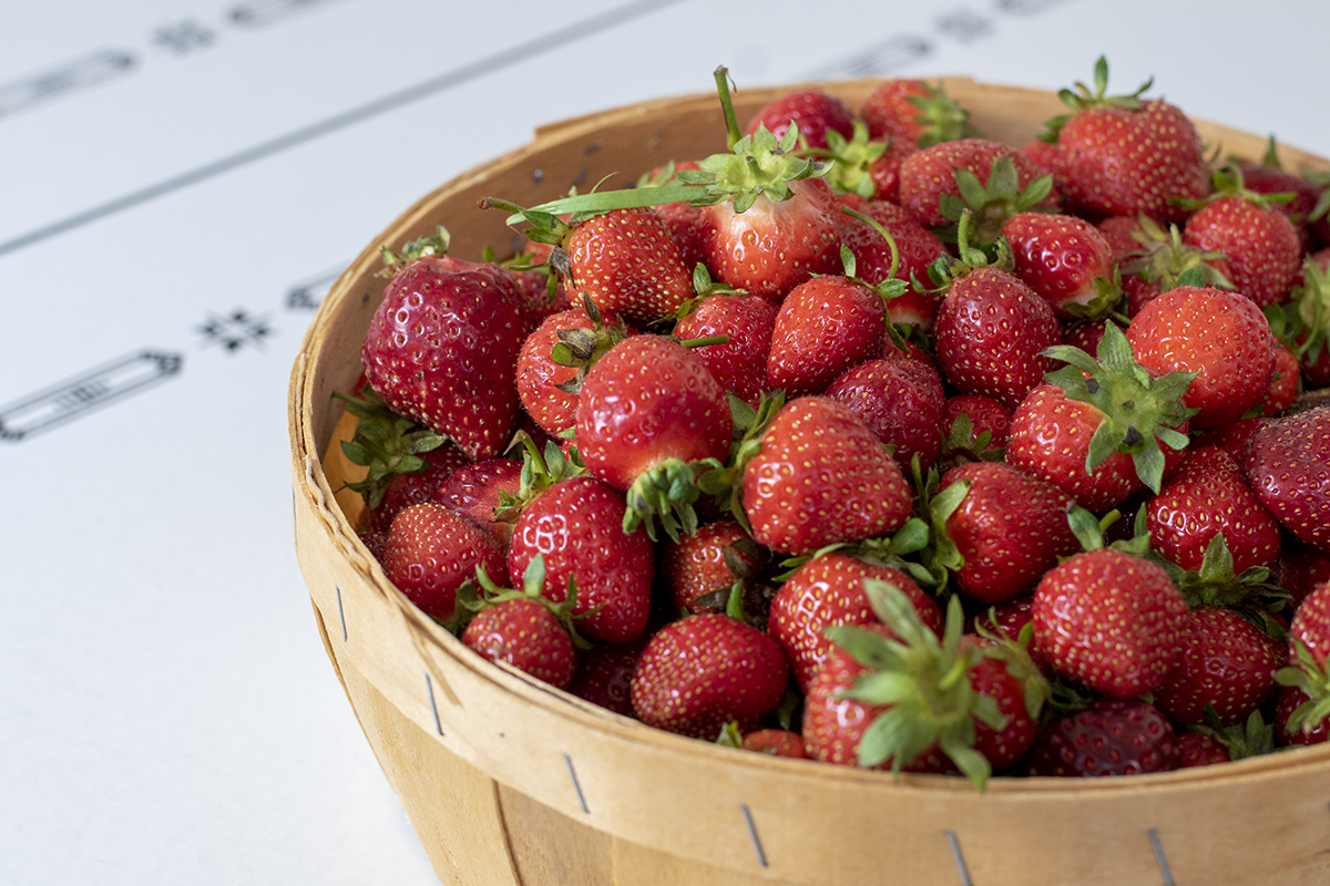 Basket full of shiny, red strawberries on a white enamel kitchen table.