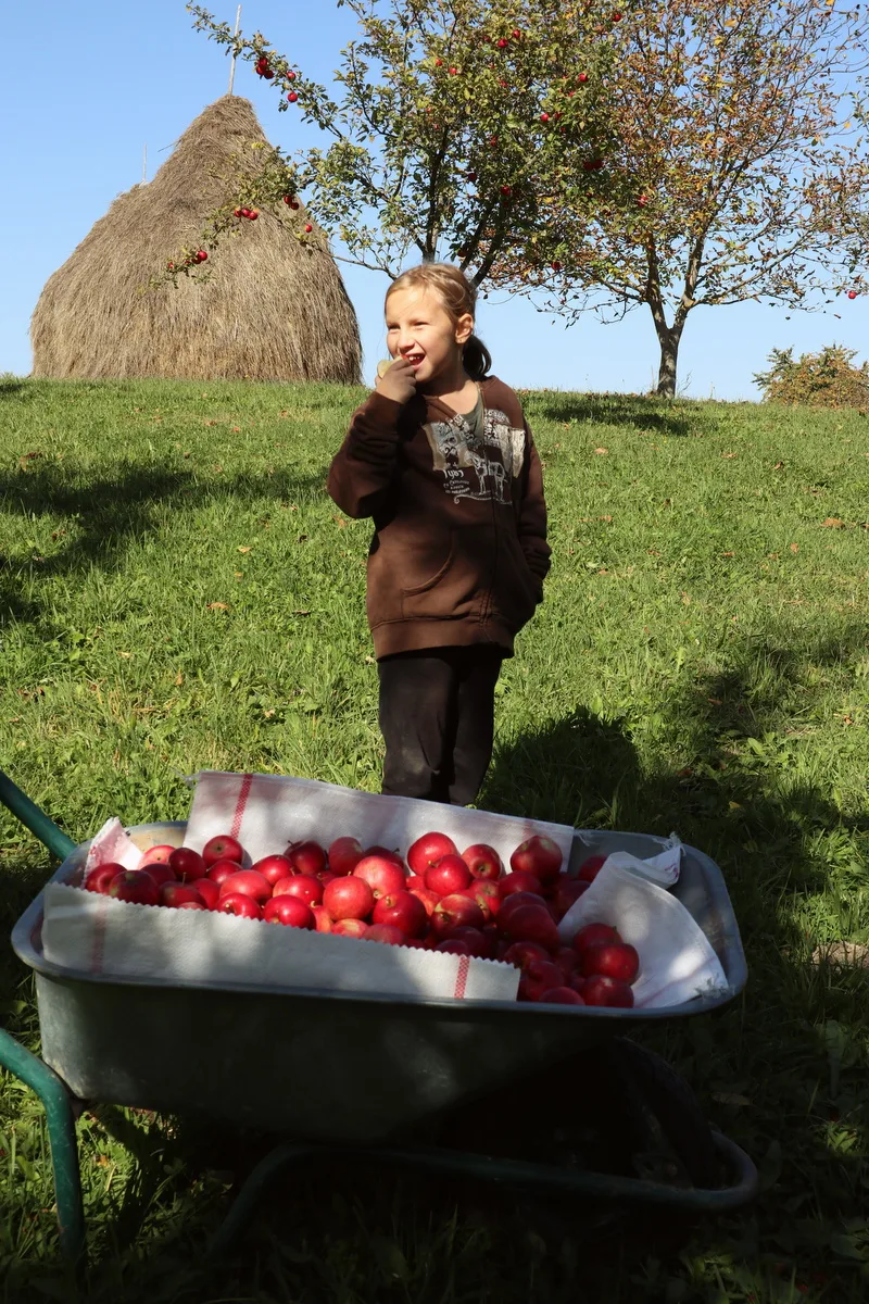 https://www.ruralsprout.com/wp-content/uploads/2022/06/get-kids-to-help-out-with-the-apple-harvest.jpg.webp