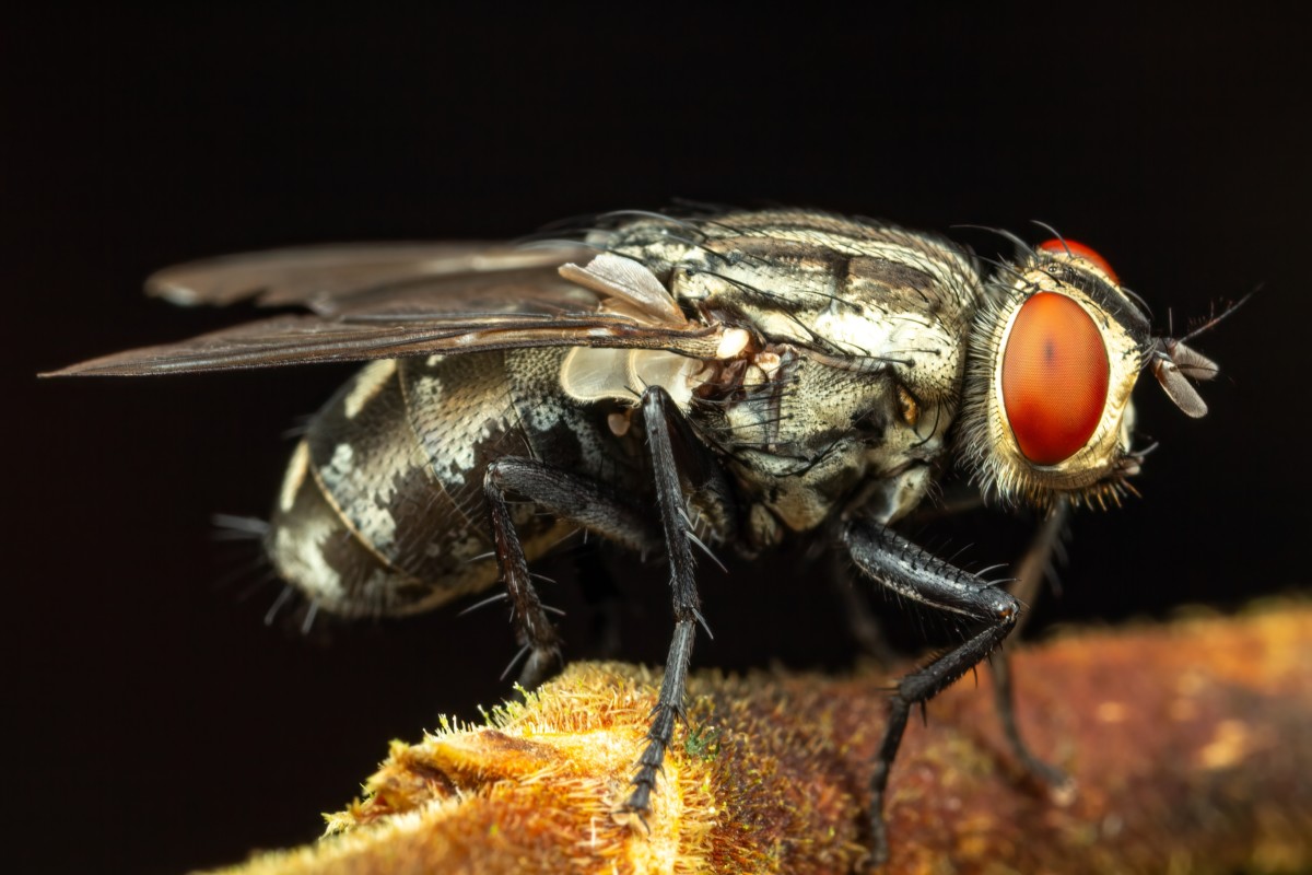 Close up of a common housefly