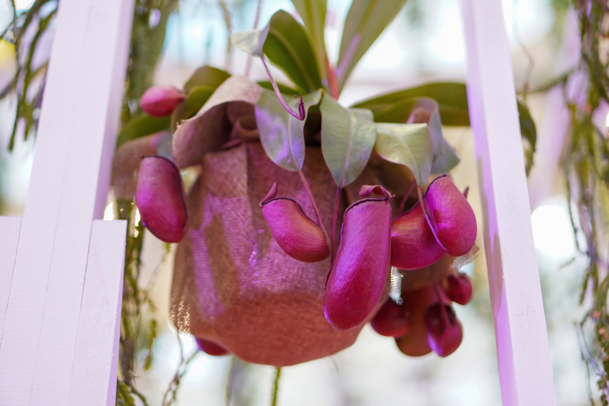 a large pitcher plant in a hanging planter