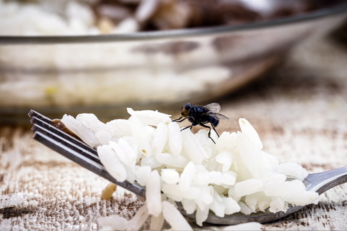 Fly sitting on forkful of rice
