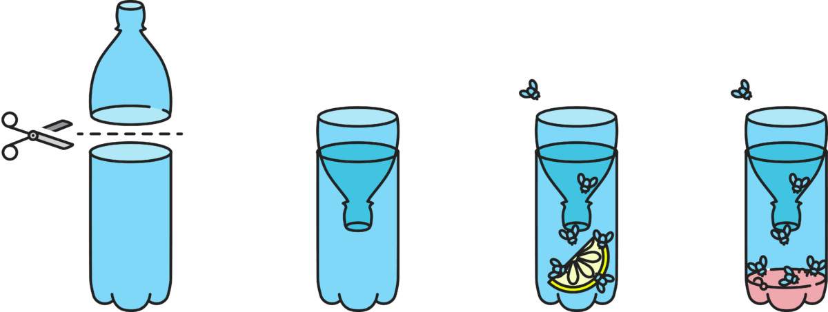 Graphic showing how to make diy fly trap out of a soda bottle