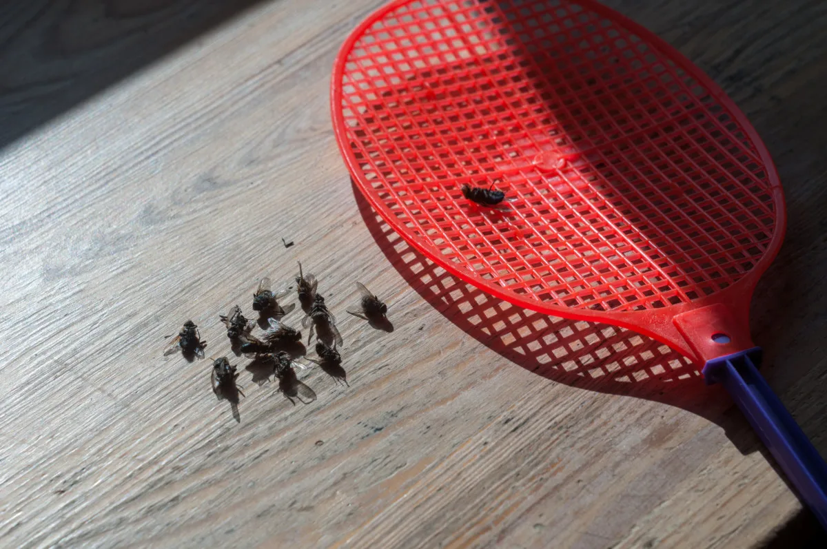 Fly swatter next to pile of dead flies
