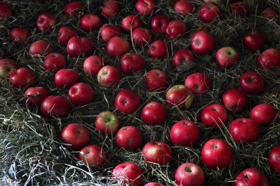 How To Store Homegrown Apples So They Last 9+ Months