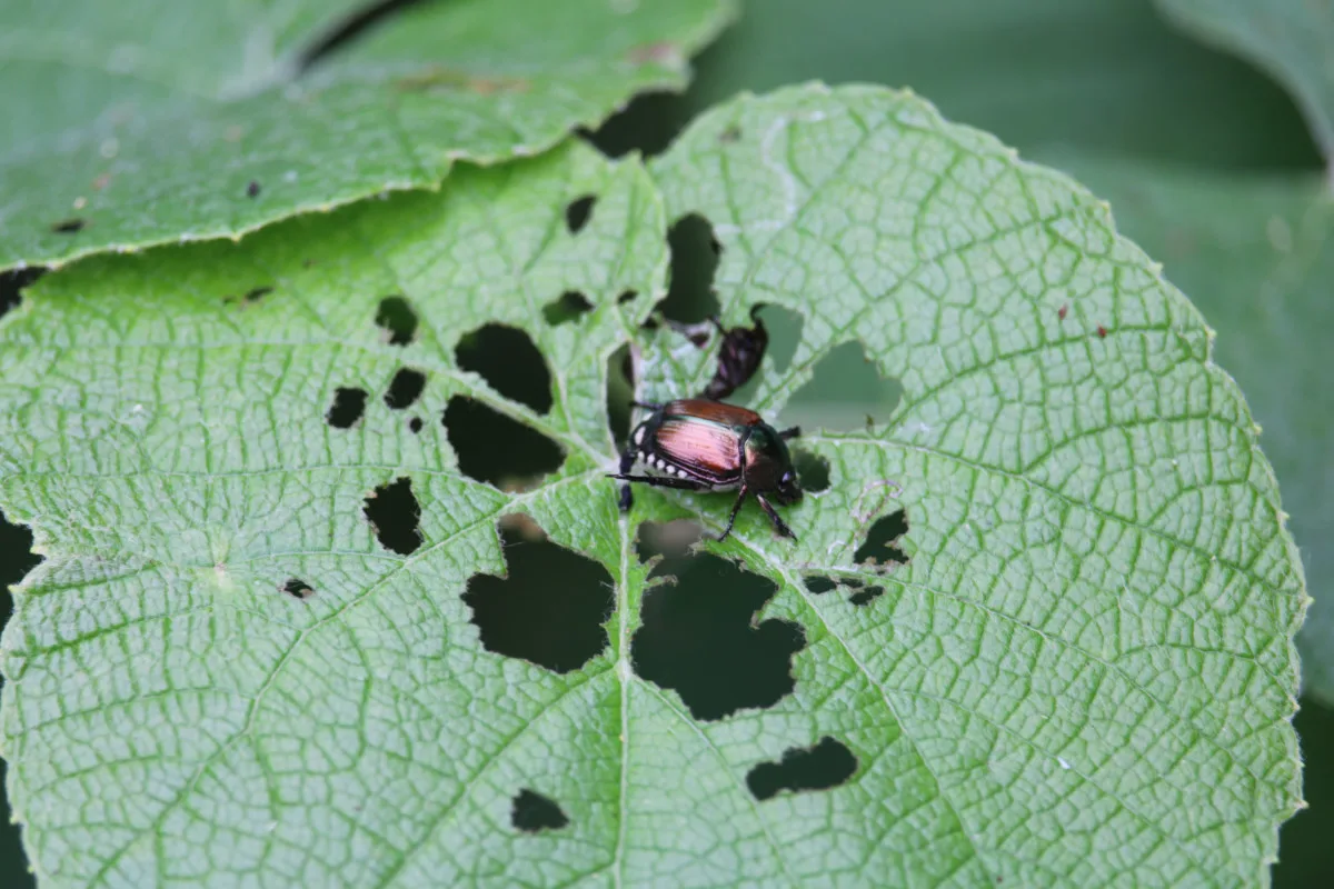 Japanese beetles eating holes in a leaf.