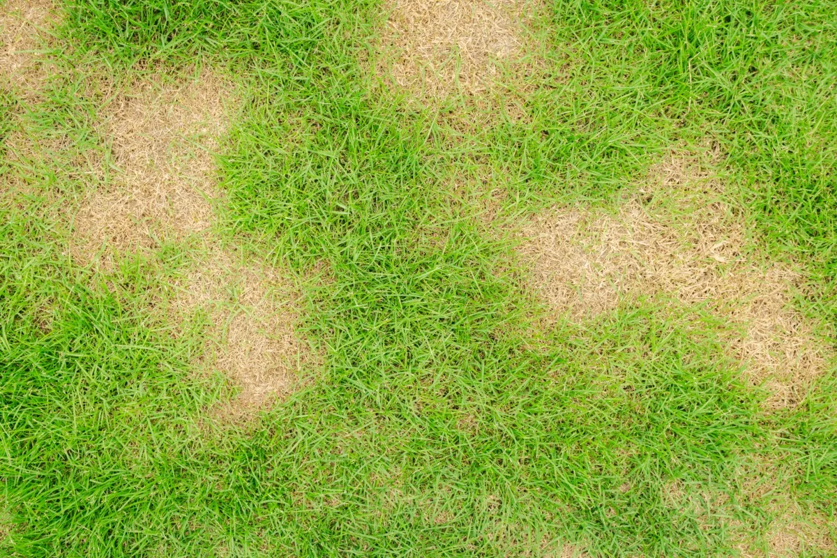 Brown spots on turf from grub damage