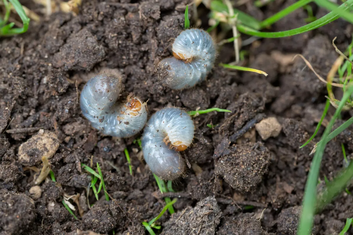 Three pale Japanese beetles laying in the dirt