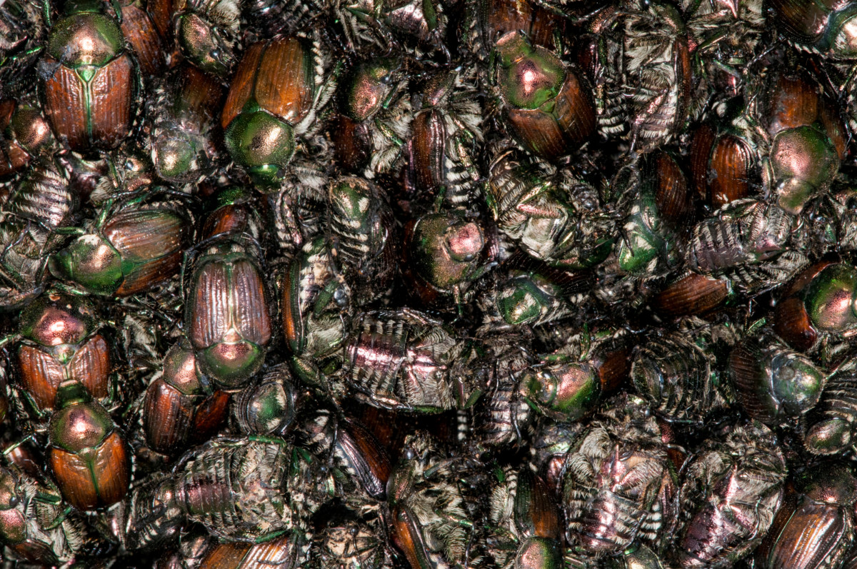 Hundred of dead Japanese beetles