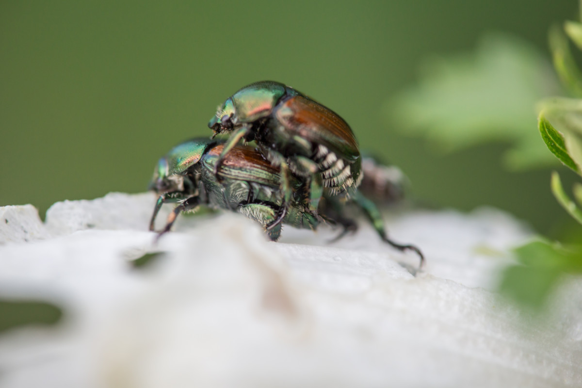 Two Japanese beetles mating